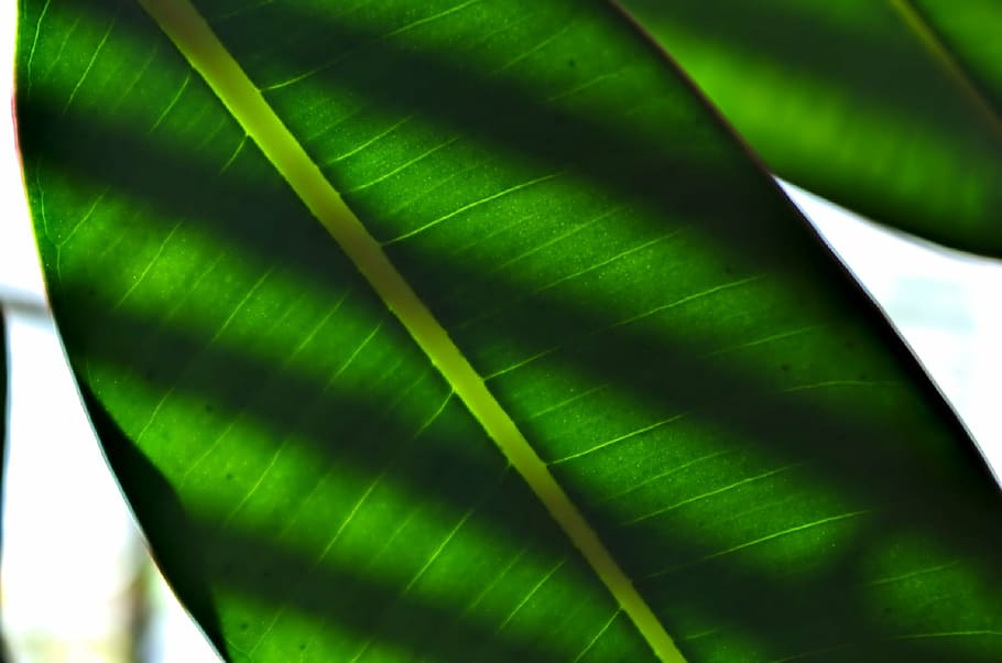 leaf, plant, green, texture, macro, fresh, shadows, close up HD wallpaper