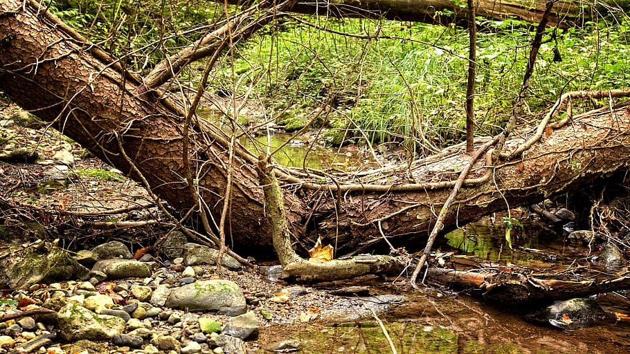 fracture, wood, tree, tribe, log, broken, splitter, nature HD wallpaper