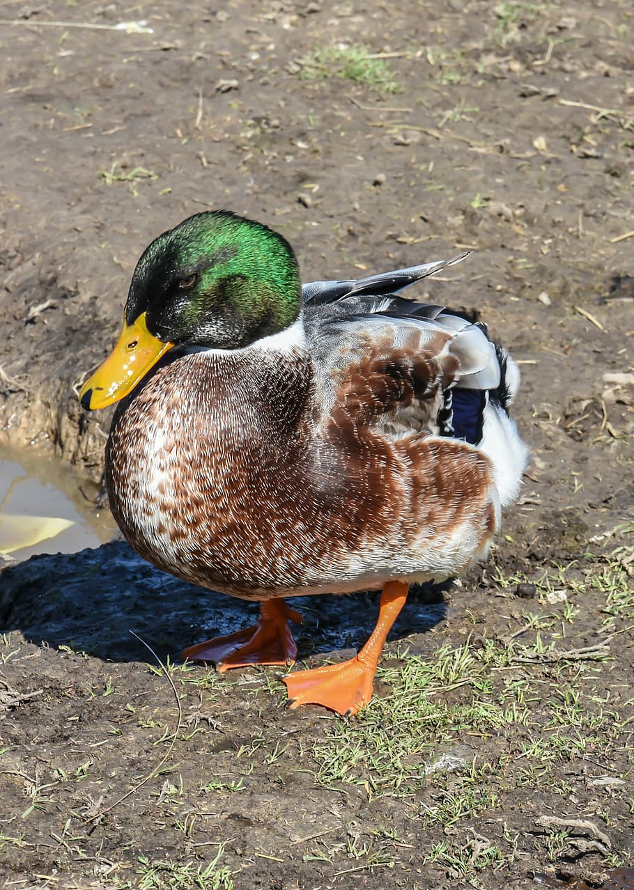 farm, ducks, chicken, bird, animal, poultry, domestic, rural HD wallpaper