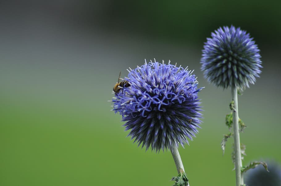 hummel, summer, meadow, flower, flowering plant, freshness HD wallpaper