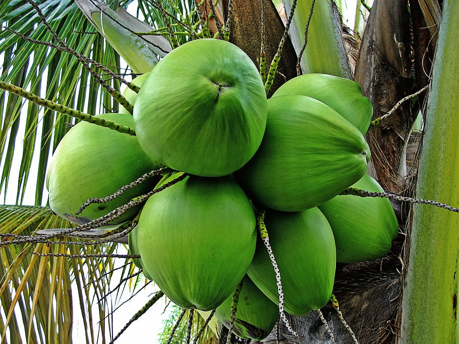 coconut, coconut tree, green coconuts, tropical plant, fruits, HD wallpaper