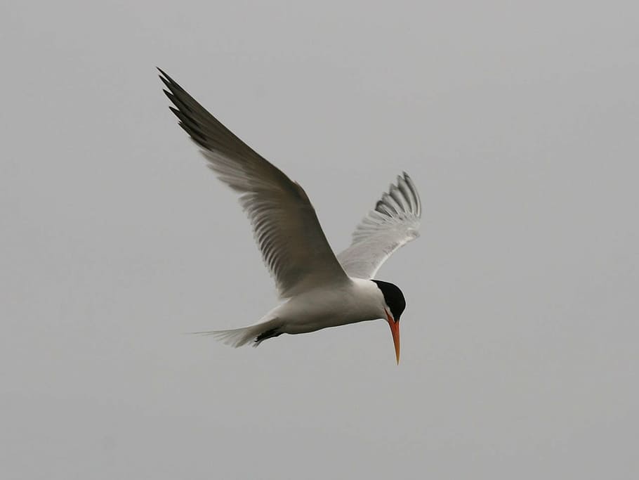 tern, bird, avian, wings, fly, wetlands, california, flying HD wallpaper