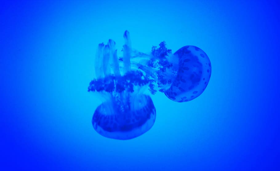 Water, Jellyfish, Underwater, medusas, blue, deep, sea, dark, HD wallpaper