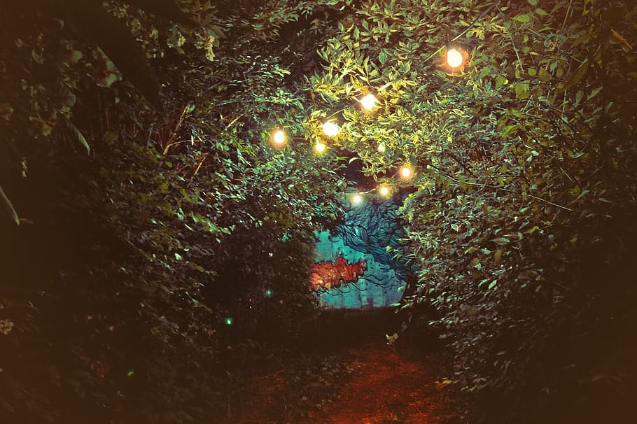 trees, leaves, string lights, dark, night, evening, illuminated HD wallpaper