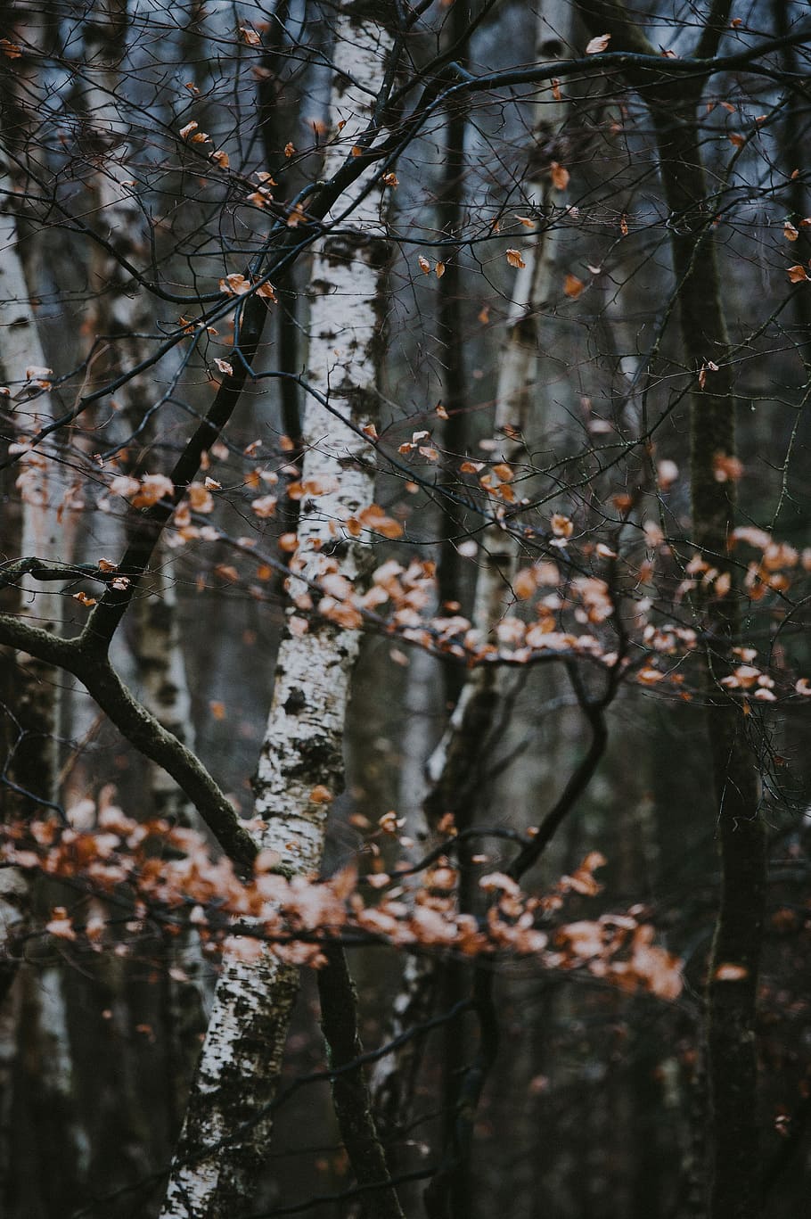 selective focus photography of pink flower tree, woodland, forest HD wallpaper