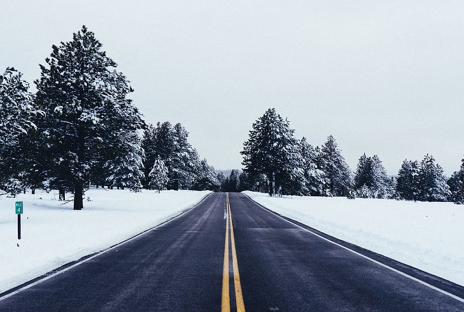 empty road near trees covered in snow at daytime, gray concrete pavements towards trees HD wallpaper