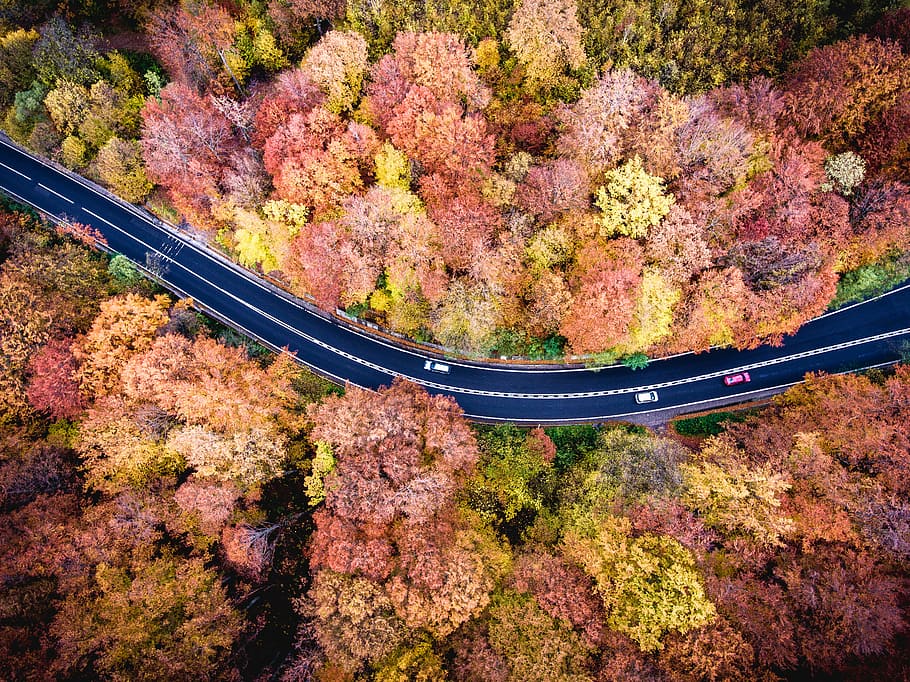 aerial photography of road between red and yellow trees, aerial photography of blue asphalt road, HD wallpaper