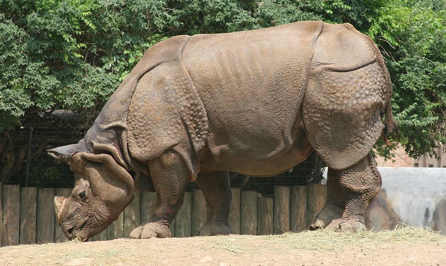 brown rhinoceros, zoo, wildlife, nature, horn, indian, skin, mammal