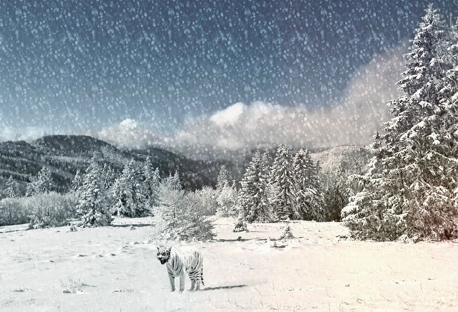 white 4-legged animal on snow, tiger, snow landscape, wintry