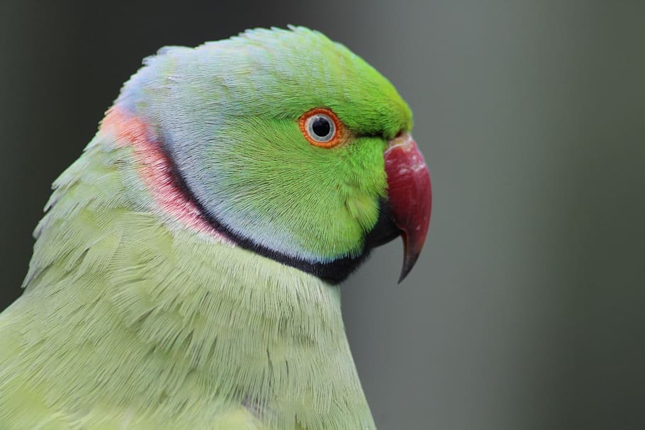 parrot, bird, green, animal themes, one animal, vertebrate HD wallpaper