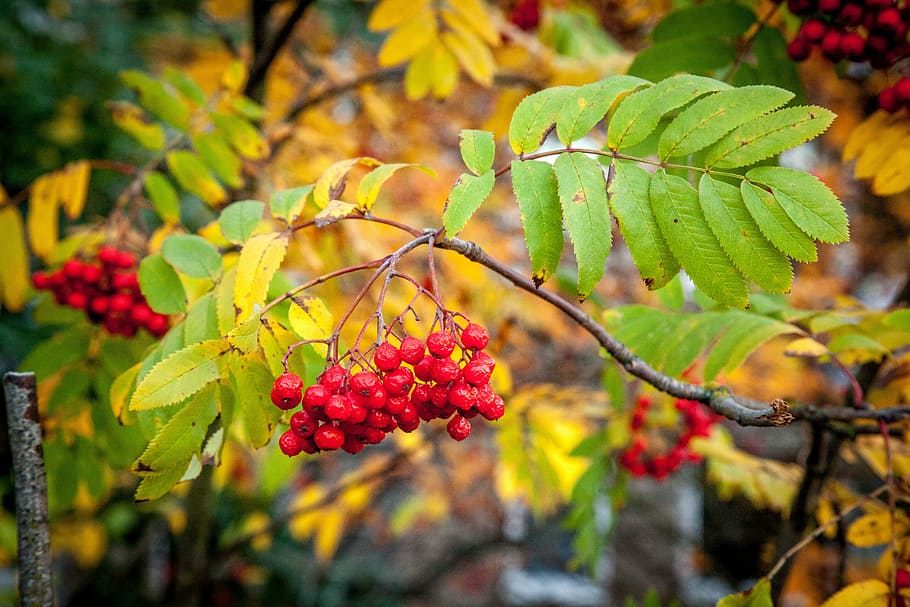rowanberry, fall, autumn, berries, season, colored, fruit, leaves HD wallpaper