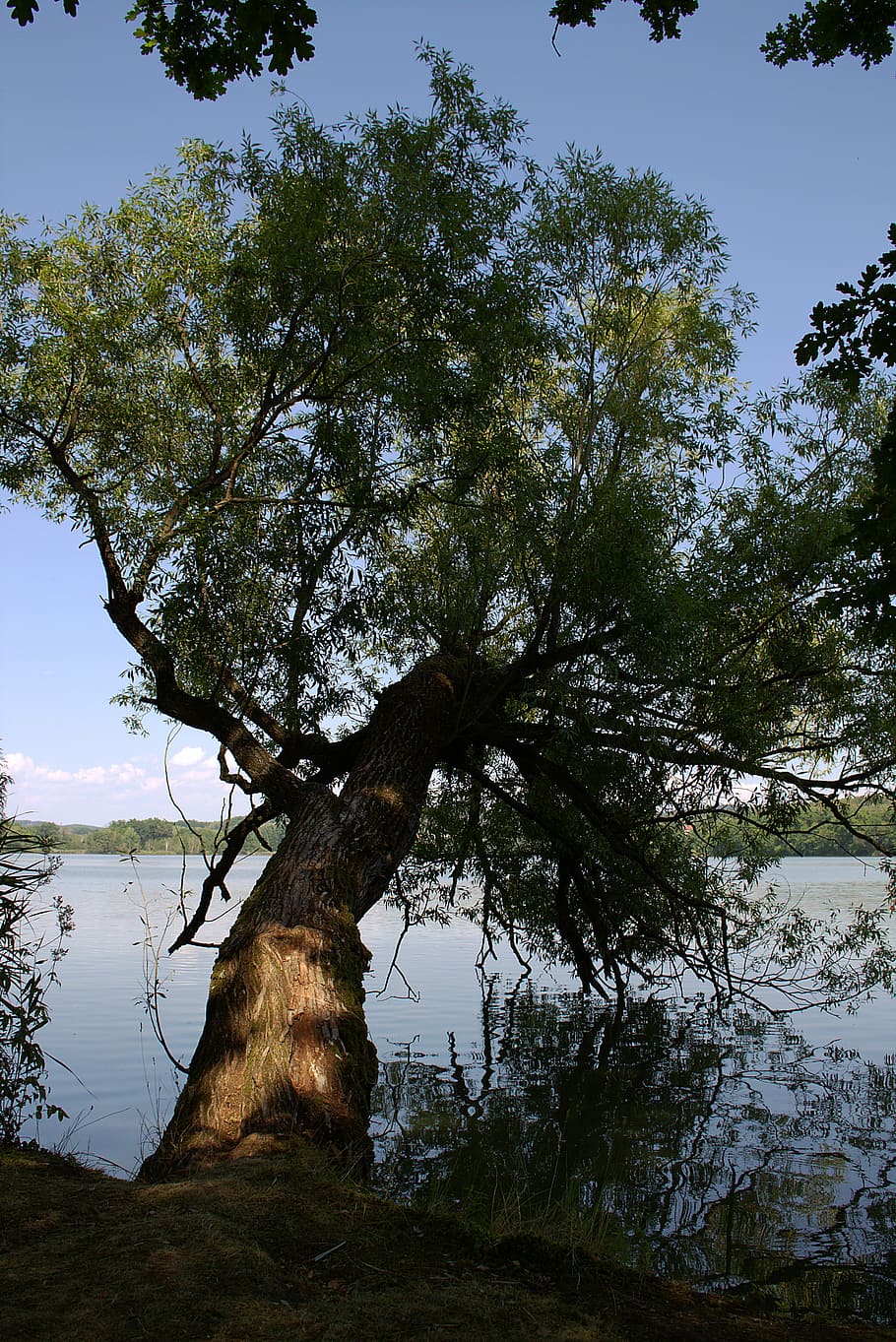 tree, pasture, perspective, lakeside, nature, log, plant, sky HD wallpaper