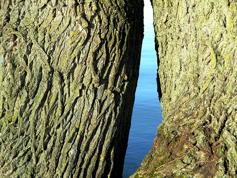 oak, tree, tribe, bark, nature, water, trunk, tree trunk, no people HD wallpaper