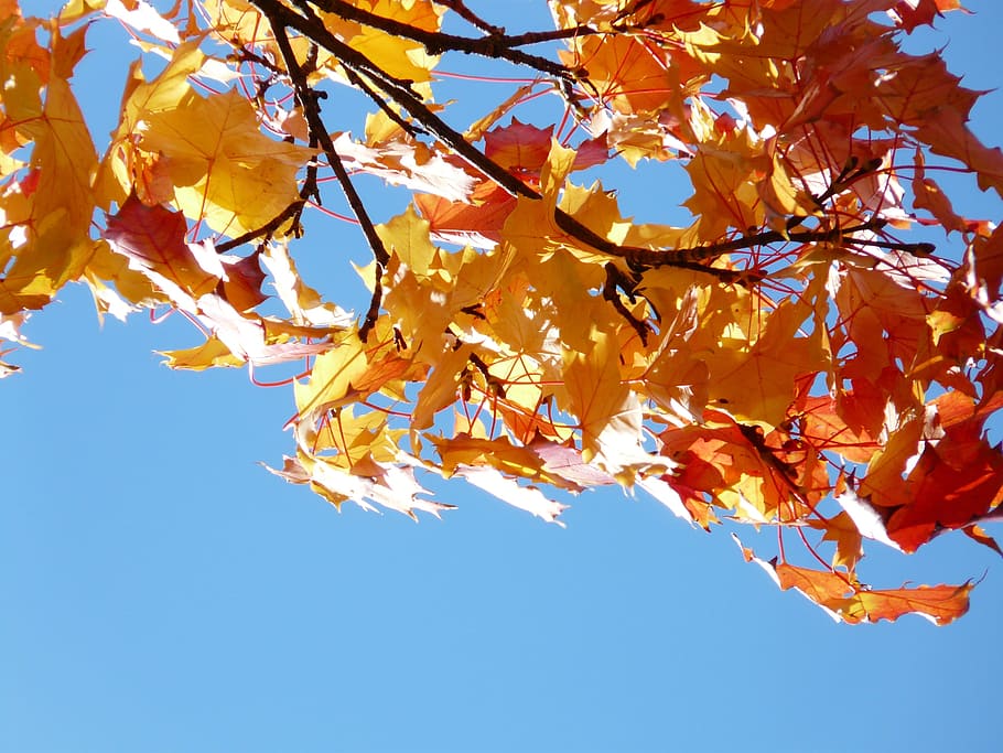 Maple Leaves, Fall, fall leaves, fall foliage, autumn, golden yellow HD wallpaper