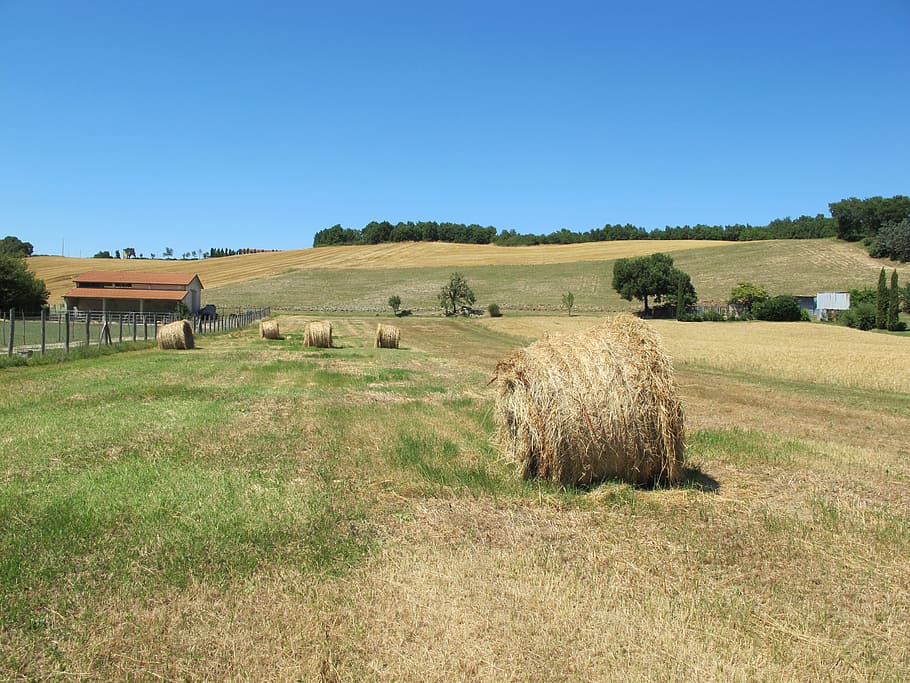 Summer, Field, Nature, Meadow, rick, bale, agriculture, rural Scene HD wallpaper