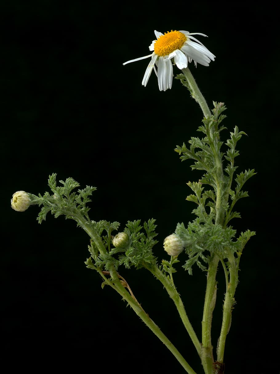 flower, white, macro, wild, wild flower, wild plant, nature HD wallpaper