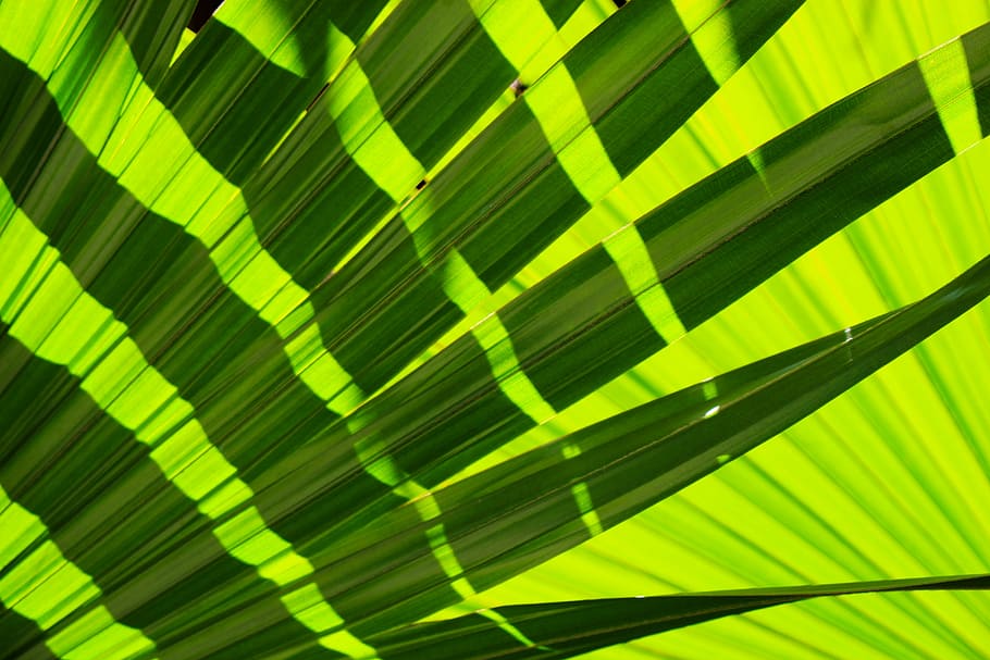 green and black digital wallpaper, frond, leaves, tropical, nature, HD wallpaper