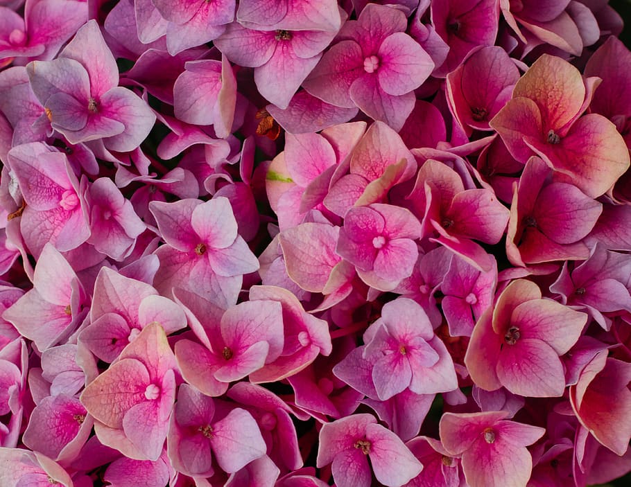 hydrangeas, flowers, bright, background, romantic, hydrangea flower HD wallpaper