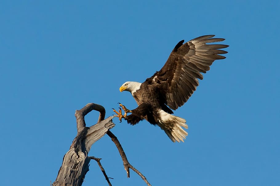 bald eagle about to perch on tree branch, landing, soaring, bird