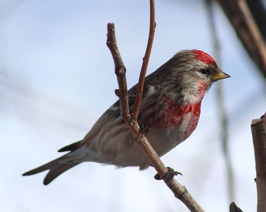gray and red bird on tree brunch, wildlife, sky, clouds, nature HD wallpaper