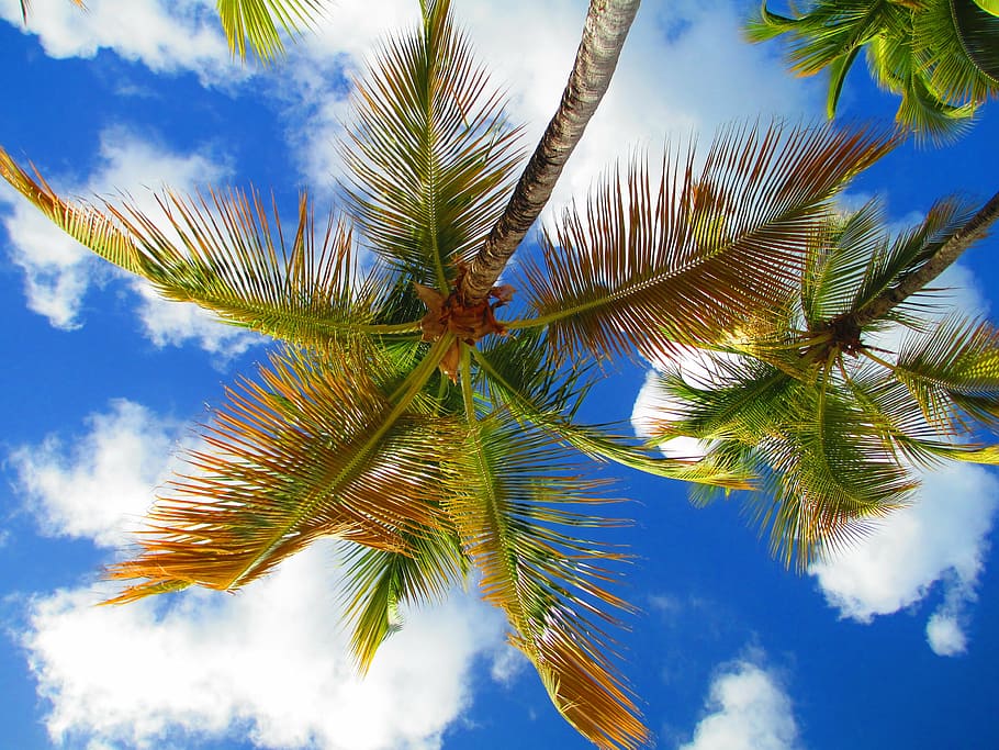 worm's eye-view photography of green leafed tree, sky, palm HD wallpaper