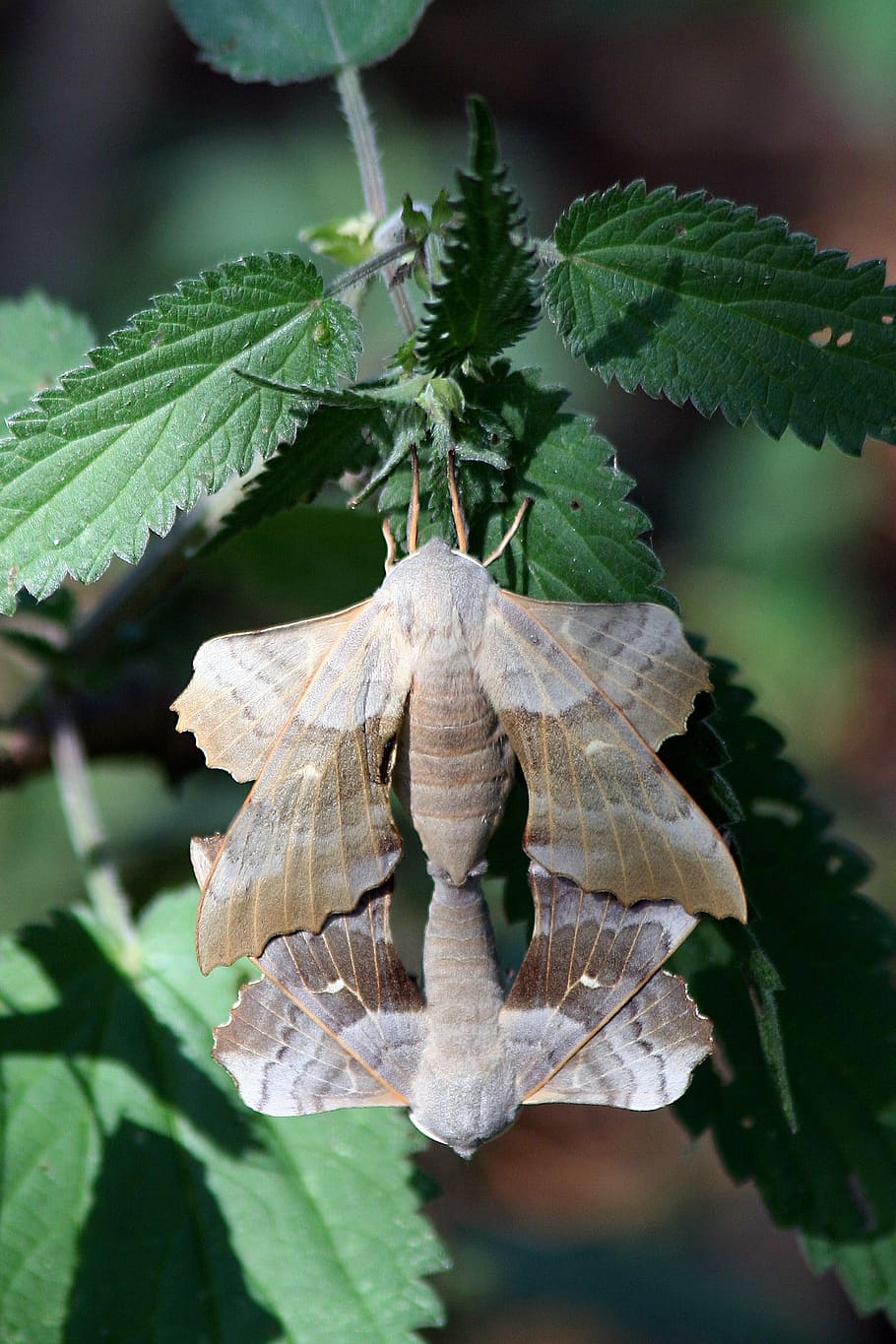 moth, macro, lepidoptera, british, mating, nature, insect, wings HD wallpaper