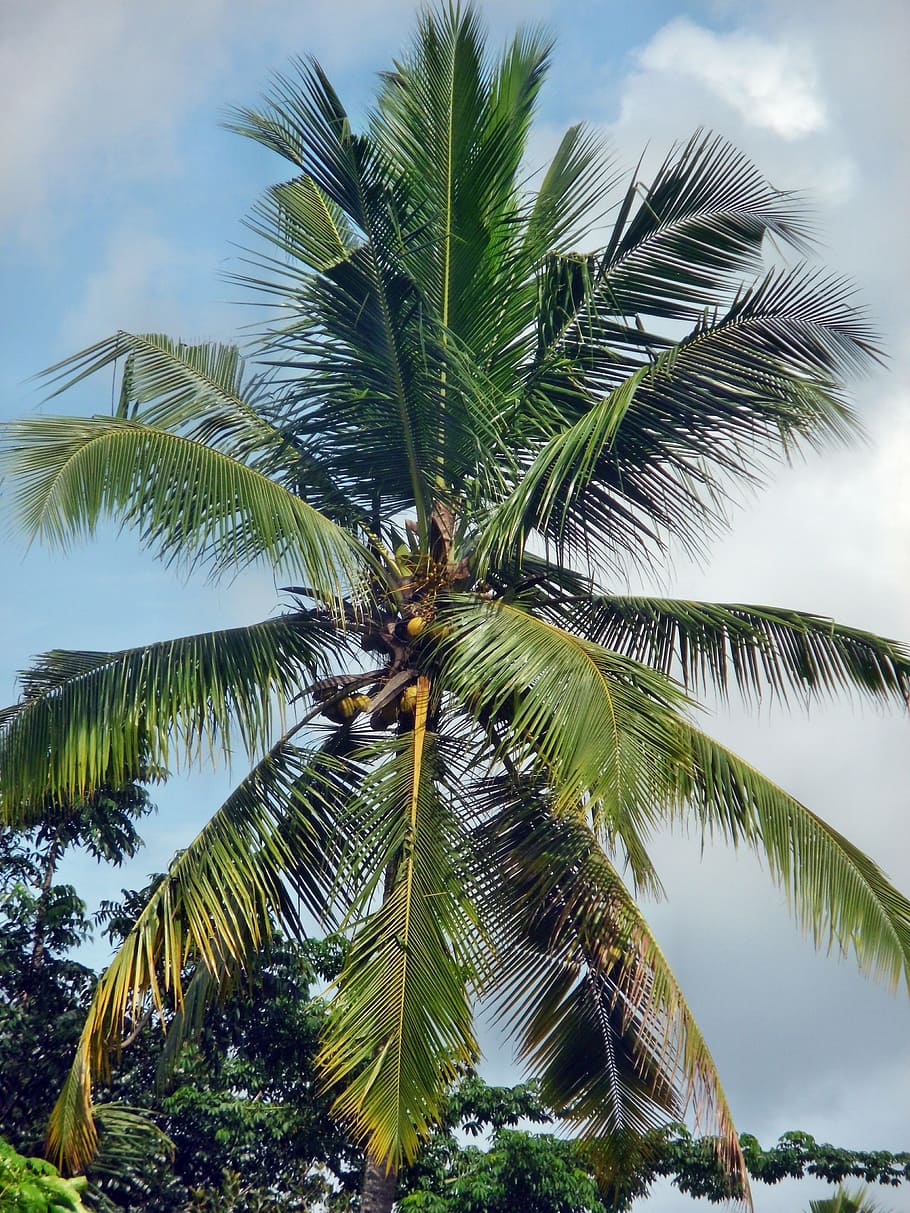 coconut, palm, tree, tropical, summer, nature, sky, green, plant HD wallpaper