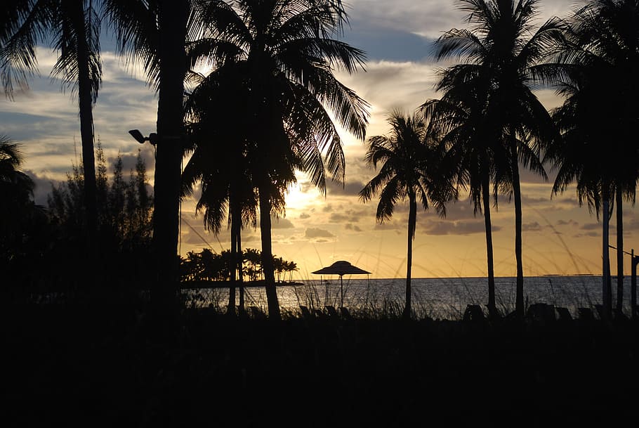 palm trees, sunset, silhouette, water, sky, plant, tranquil scene HD wallpaper