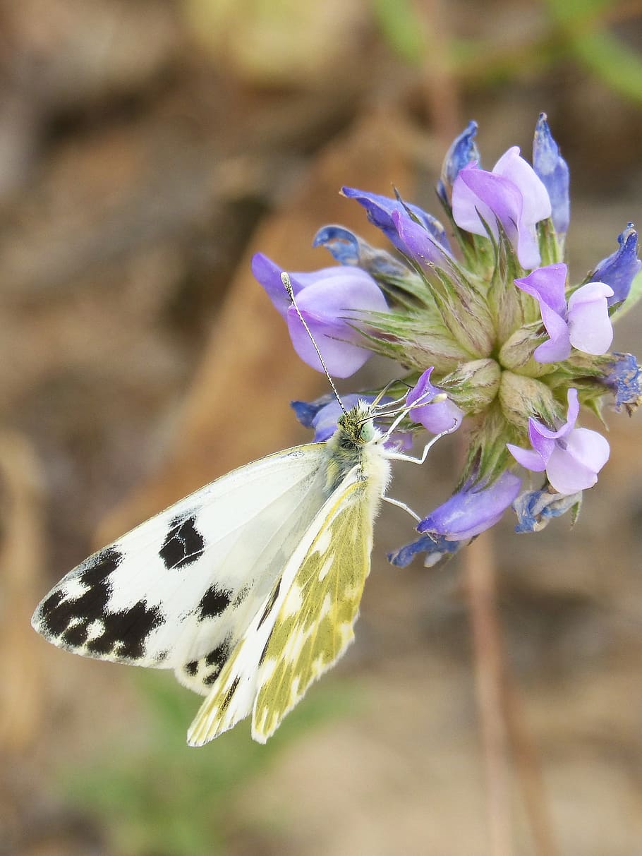 Butterfly, Wild Flower, libar, euchloe crameri, marbrada commune HD wallpaper
