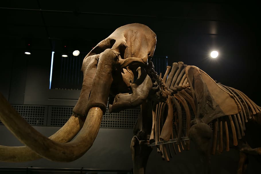 elephant, mammoth, mamut, tusk, skeleton, ivory, mammal, pachyderm, HD wallpaper