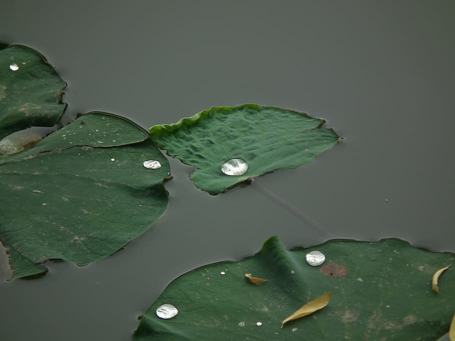 lotus, dew, lake, plant part, leaf, green color, water, drop HD wallpaper