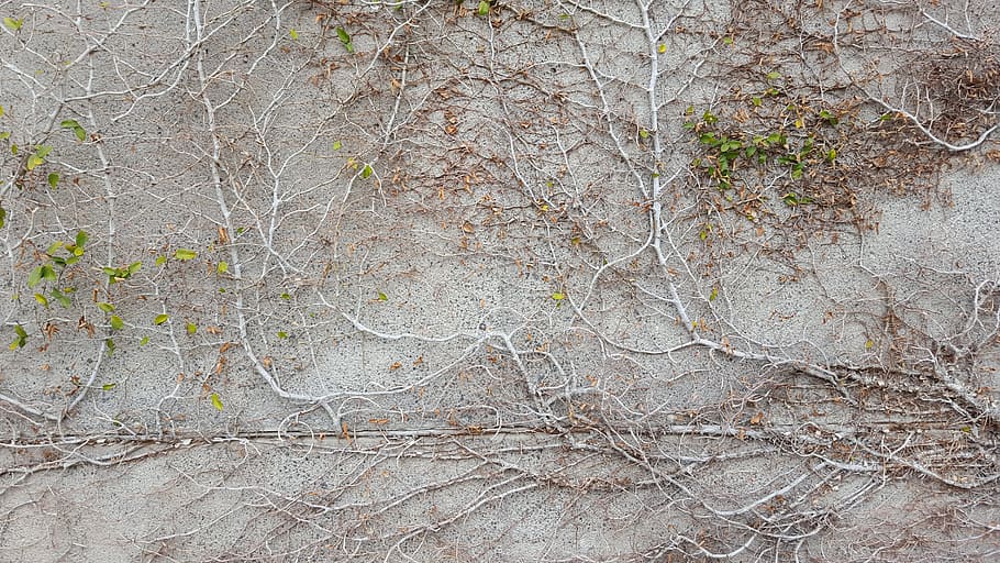 Tree, Texture, Vegetation, Wall, backgrounds, pattern, abstract HD wallpaper