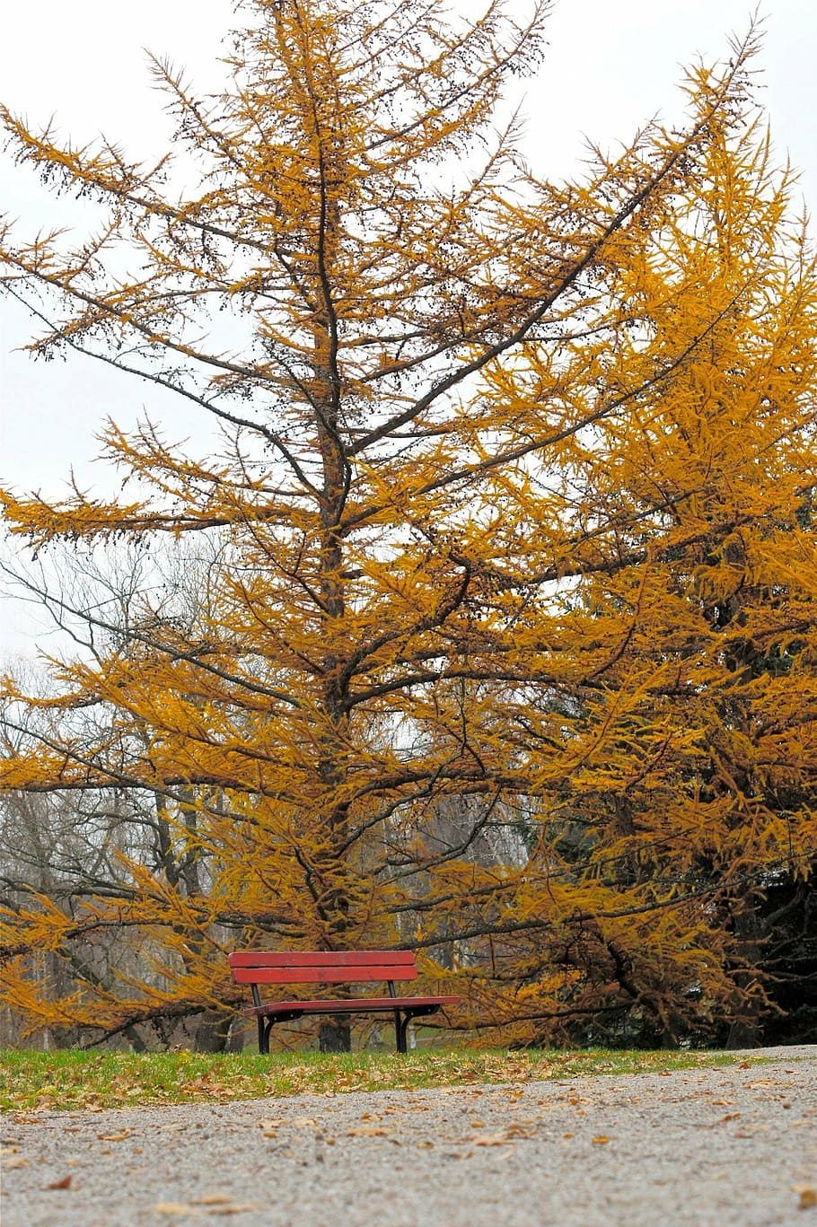 autumn, tree, bench, yellow, red, fall, season, forest, orange HD wallpaper