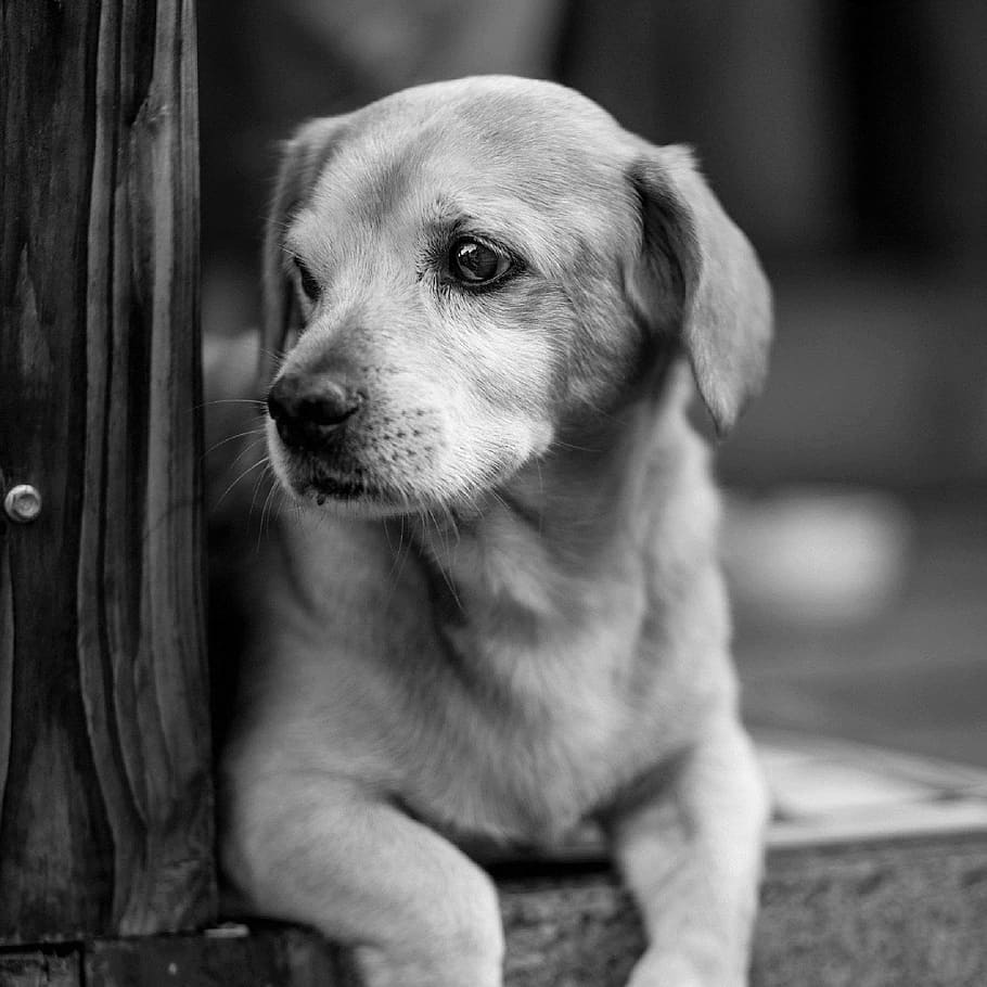 animals, dogs, domesticated, pets, adorable, cute, muzzle, sit HD wallpaper
