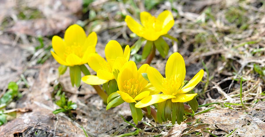 Winter, Linge, Flowers, Blossom, Bloom, winter linge, yellow, HD wallpaper