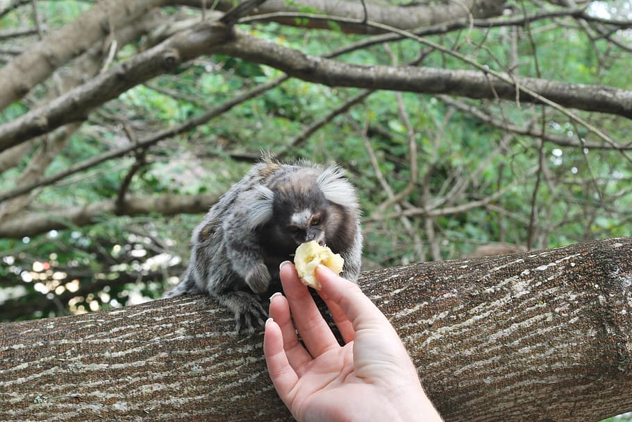 monkey, feeding, animal, monkeys, nature, wild, primate, wildlife HD wallpaper