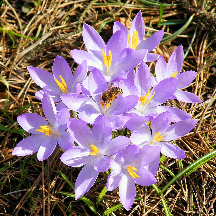 crocus, bees, spring, flower, blossom, bloom, spring crocus HD wallpaper