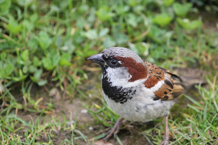 house sparrow, bird, male, passer, domesticus, fauna, finch, HD wallpaper