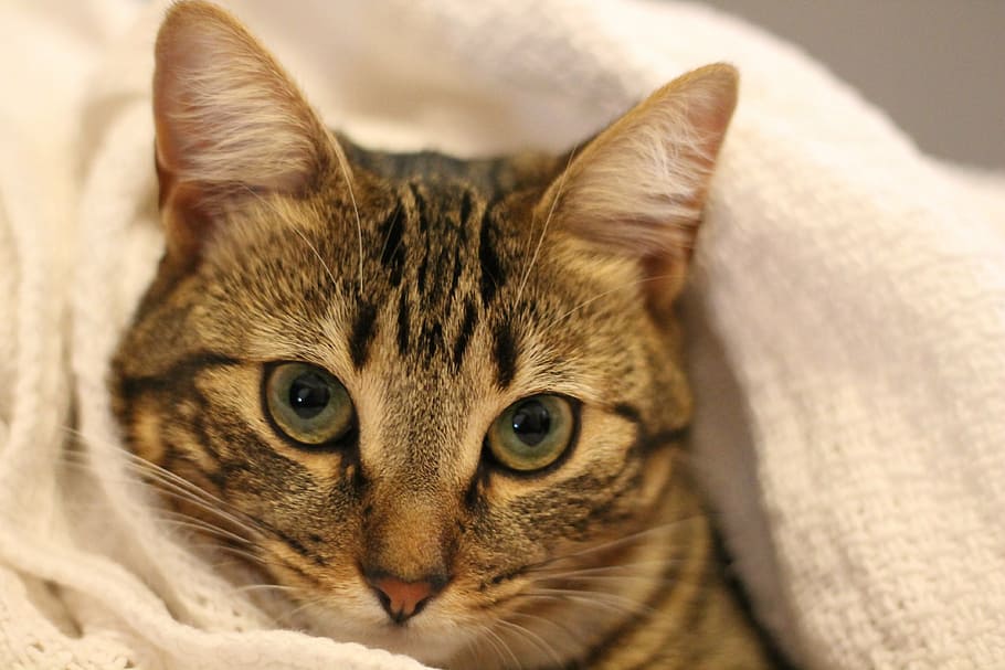 cat, kitty, cute, animal, feline, kitten, pet, young, cute cat HD wallpaper