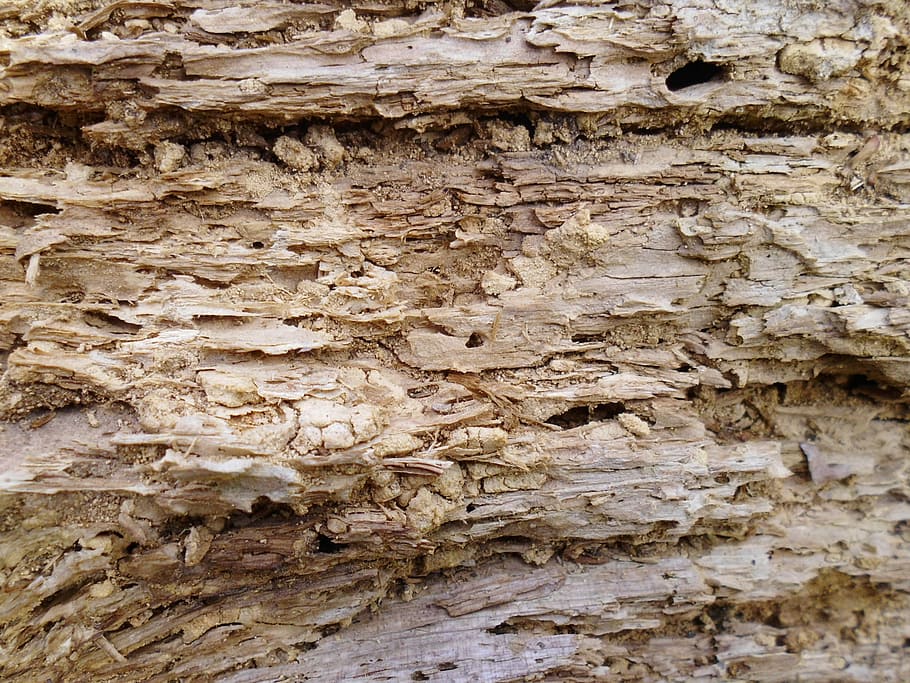 texture, tree, old, mouldering, the old tree, wood, full frame HD wallpaper