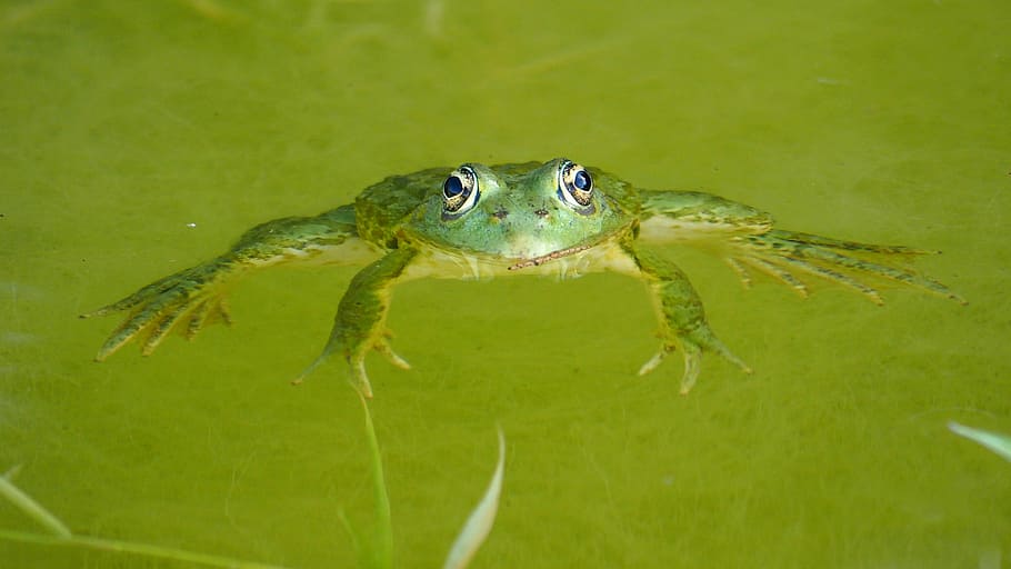 green frog, Nature, Pond, gerardo, one animal, animals in the wild HD wallpaper