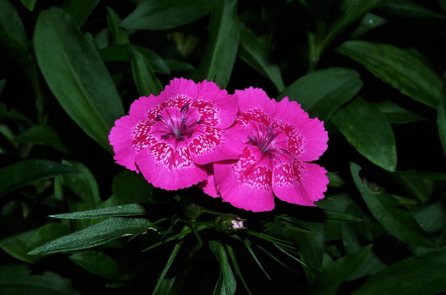 flowers, carnations, variegated, flowering plant, beauty in nature HD wallpaper