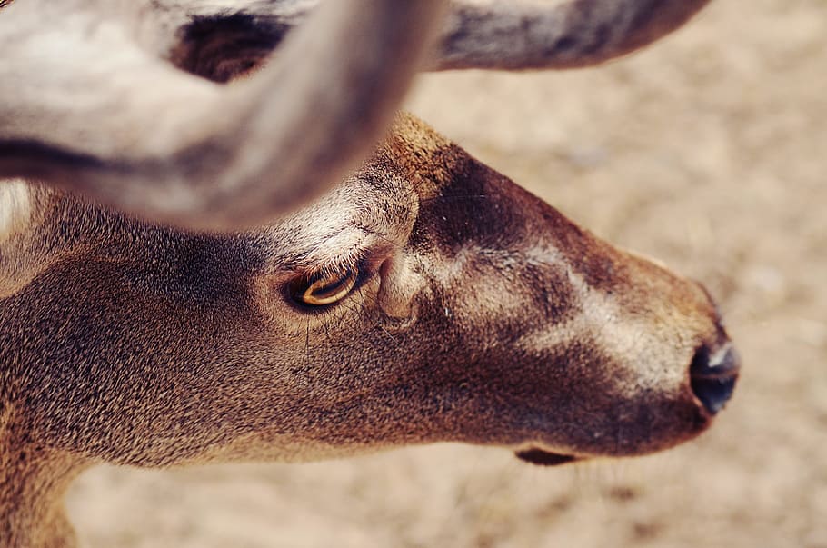 brown animal muzzle, shallow focus of brown animal, Deer, closeup HD wallpaper