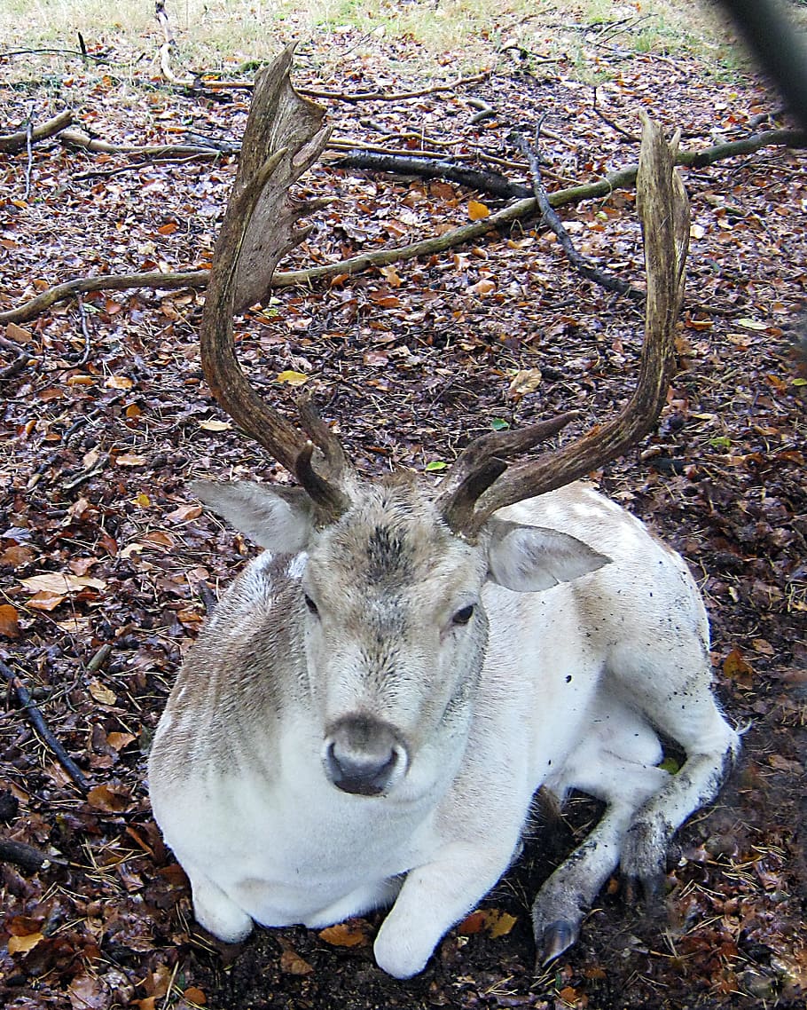 fallow deer, lying, fur, stains, antler, scoop, graze, wildlife park HD wallpaper