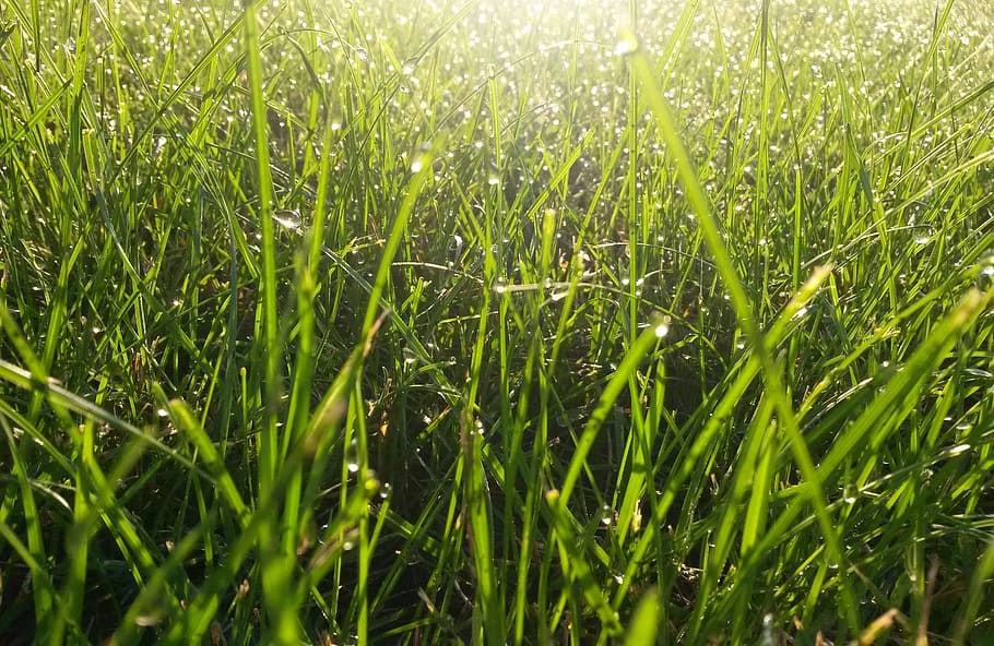 Grass, Garden, Nature, Meadow, green, blade of grass, rush HD wallpaper