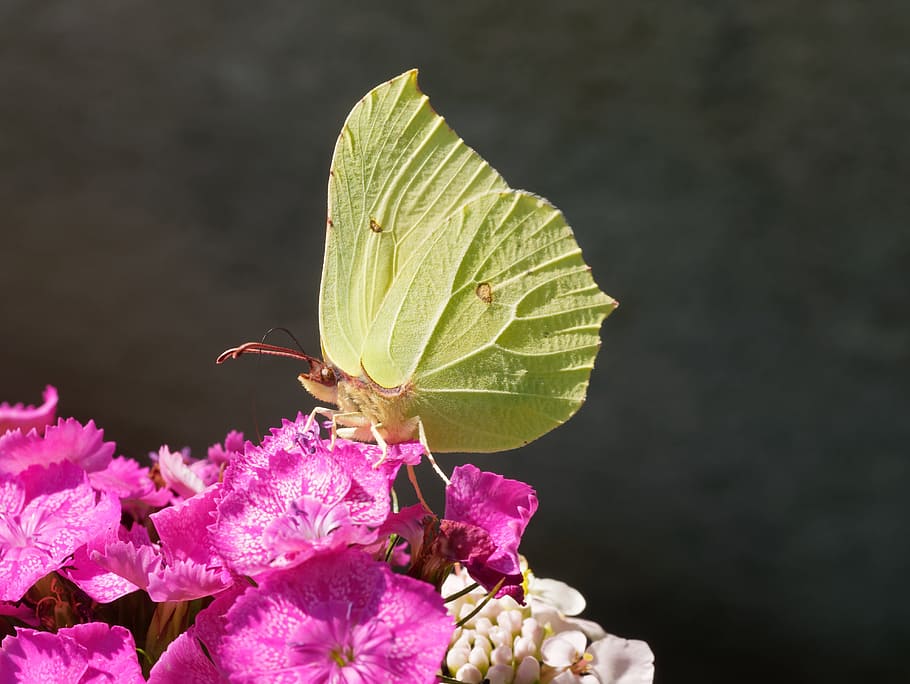 Butterflies, Lemon, Macro, Forage, steering wheel, insect, flower HD wallpaper