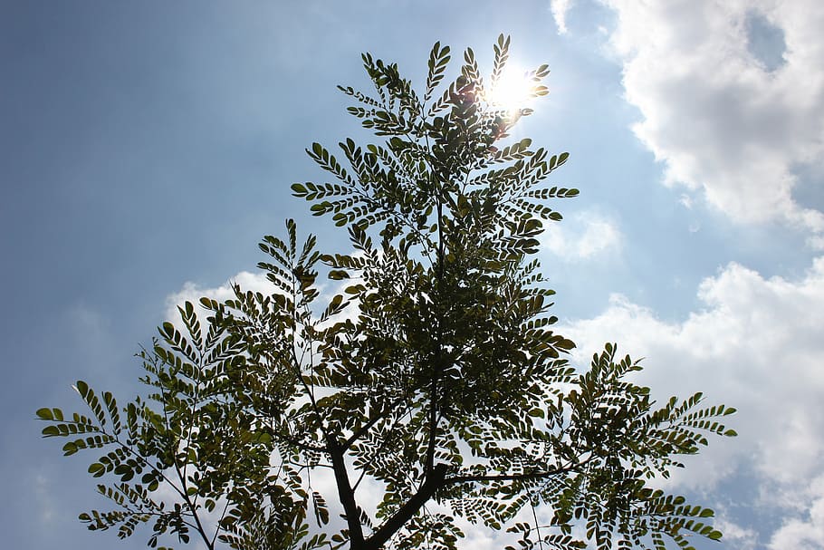 leaf, nature, green, environment, light, plant, ecology, tree HD wallpaper