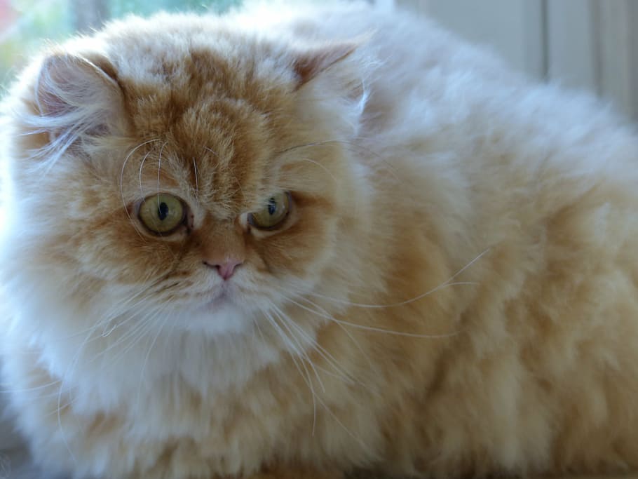 cat, fluffity, cat face, cute, tiefenschärfe, animal themes HD wallpaper