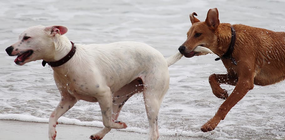 White Short Coat Dog, animals, beach, dogs, ocean, sand, sea HD wallpaper