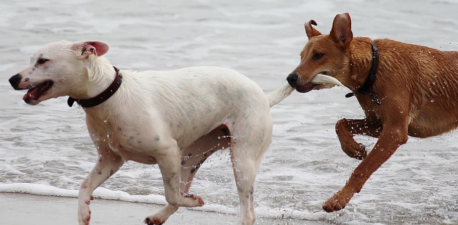 two short-coated white and brown dogs, batons, play, bite, romp HD wallpaper
